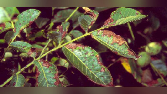 Soriale® , la nouvelle solution pour lutter contre les maladies du noyer, des fruits à coque et des fruits à pépins