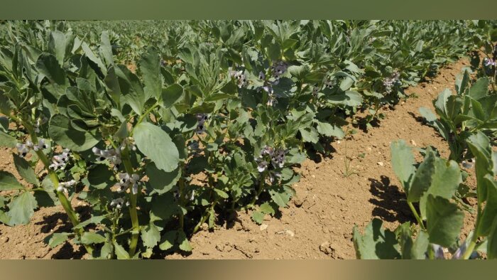 Plan protéines végétales, la Coopération Agricole recense 33 projets