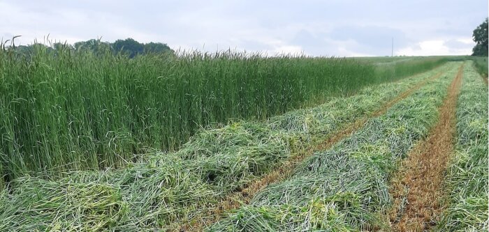 Dijon Céréales ouvre son unité de méthanisation à 155 exploitations