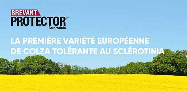 La première variété européenne de colza tolérante au sclérotinia
