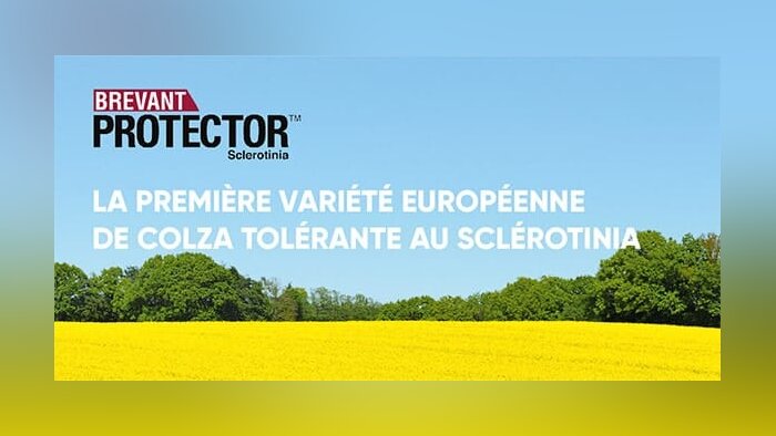 La première variété européenne de colza tolérante au sclérotinia
