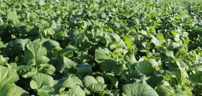 Le réseau Deleplanque - Saaten-Union s’affirme comme acteur de premier plan en plantes multi services