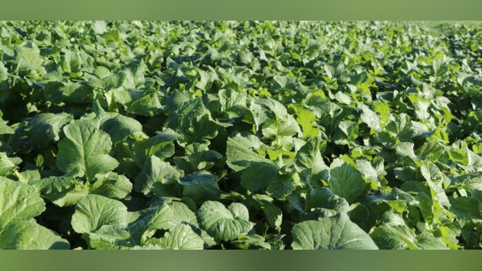 Le réseau Deleplanque - Saaten-Union s’affirme comme acteur de premier plan en plantes multi services