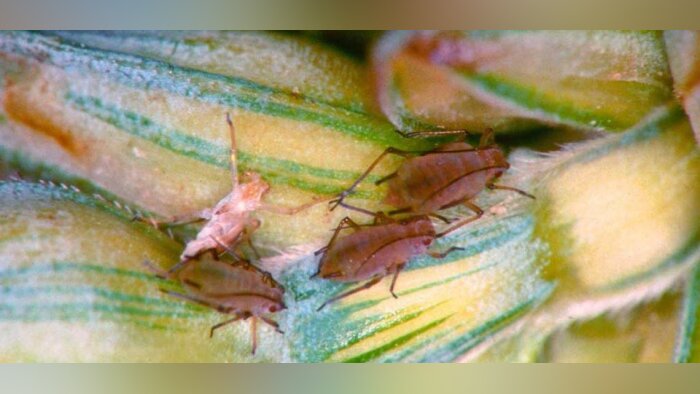 Pucerons, le point sur le levier phytosanitaire