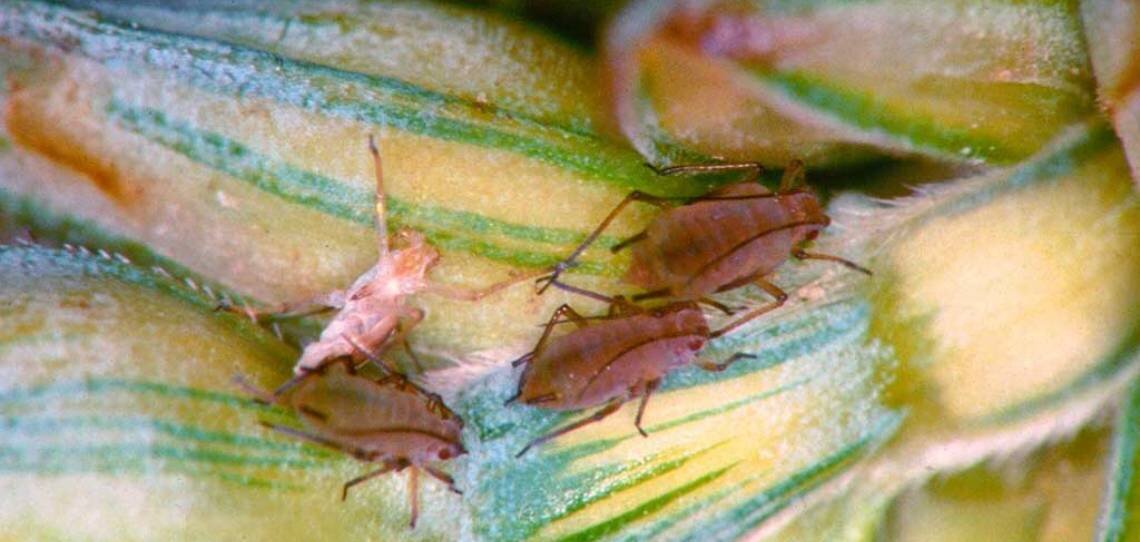 Pucerons, le point sur le levier phytosanitaire - © D.R.
