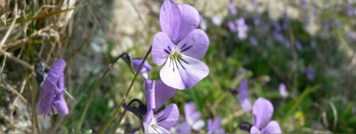 Pesticides dans les sites Natura 2000, le Gouvernement a six mois pour revoir sa copie