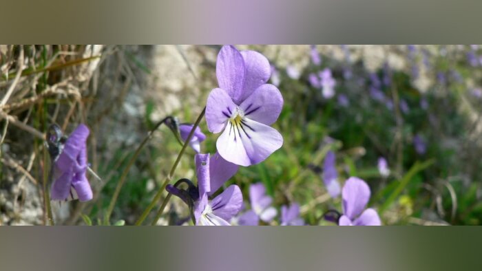 Pesticides dans les sites Natura 2000, le Gouvernement a six mois pour revoir sa copie