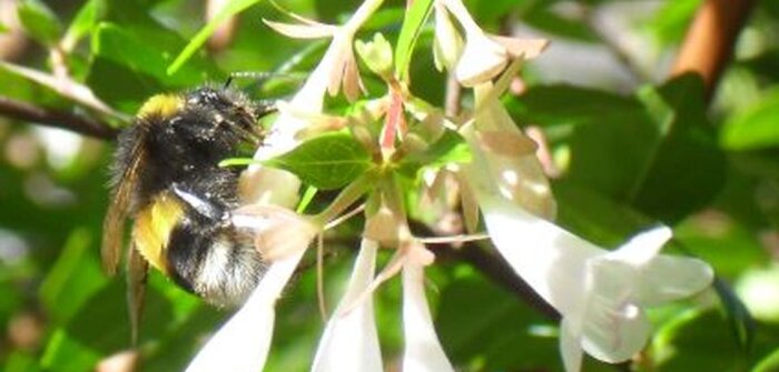Plan pollinisateurs, le Gouvernement se laisse davantage de temps pour la concertation