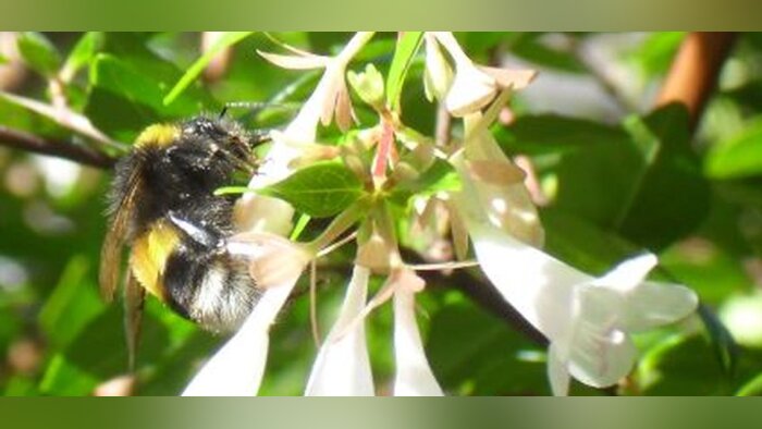 Plan pollinisateurs, les participants du comité de suivi attendent du concret