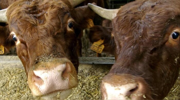 Gaz à effet de serre : les émissions agricoles en baisse de 1,6 % entre 2022 et 2023