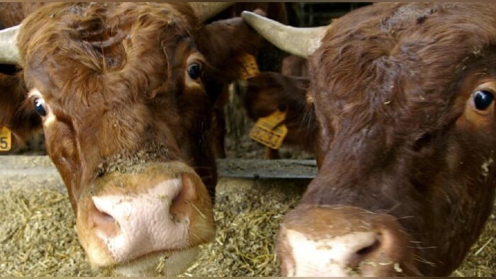 Gaz à effet de serre : les émissions agricoles en baisse de 1,6 % entre 2022 et 2023