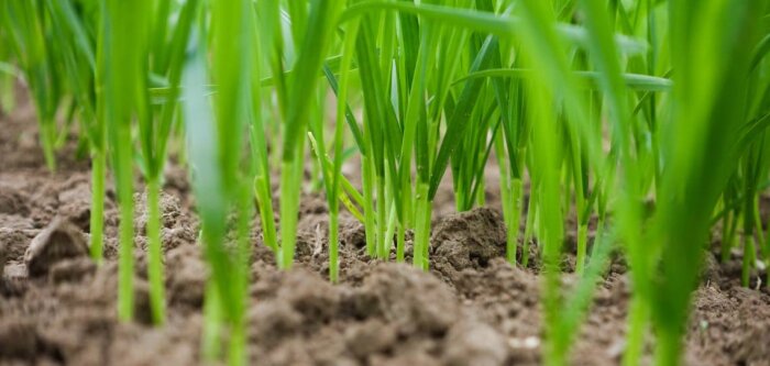 Les biostimulants foliaires en sortie d’hiver sur céréales et colza optimisent l’utilisation du phosphore par les cultures