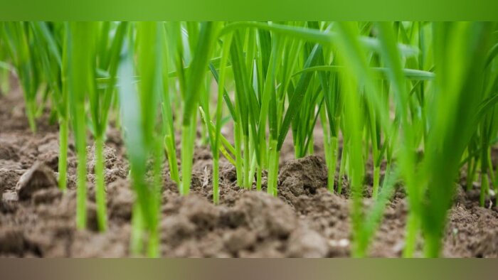 Les biostimulants foliaires en sortie d’hiver sur céréales et colza optimisent l’utilisation du phosphore par les cultures
