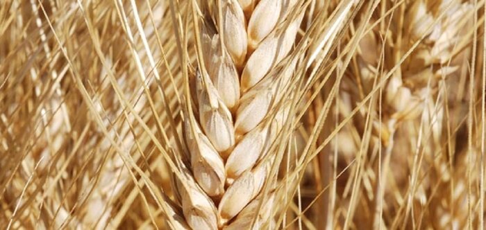 Récolte mondiale de céréales, 6 millions de tonnes supplémentaires
