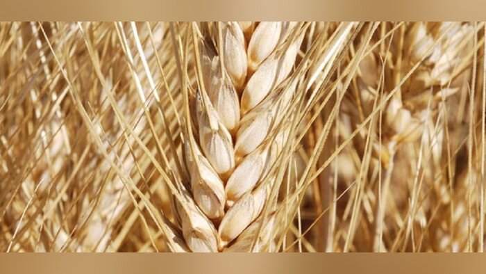 Récolte mondiale de céréales, 6 millions de tonnes supplémentaires