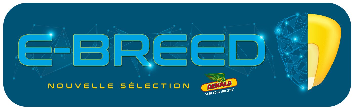 Un Maïs tardif G5 avec un potentiel de rendement exceptionnel, des épis jusqu’à 26 rangs, du jamais vu ! - © D.R.