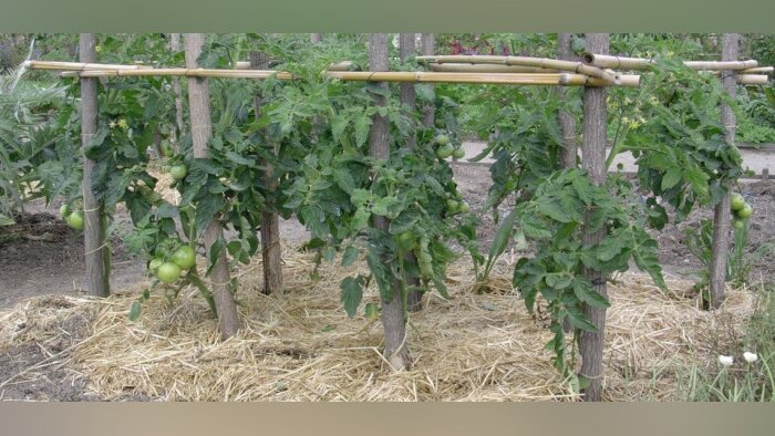 Pesticides amateurs, les conditions d’autorisation se durcissent