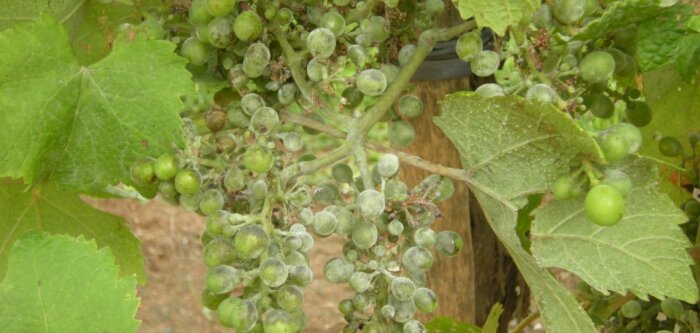 L’oïdium, contrôlé par un soufre 100 % d’origine agricole