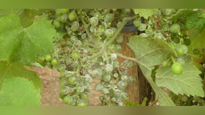 L’oïdium, contrôlé par un soufre 100 % d’origine agricole