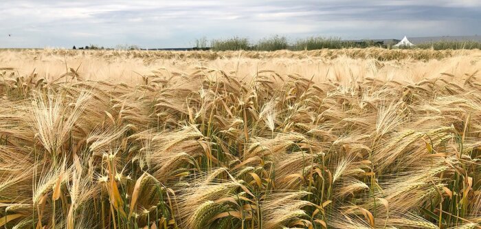 Vivescia lance Link, une démarche de développement durable