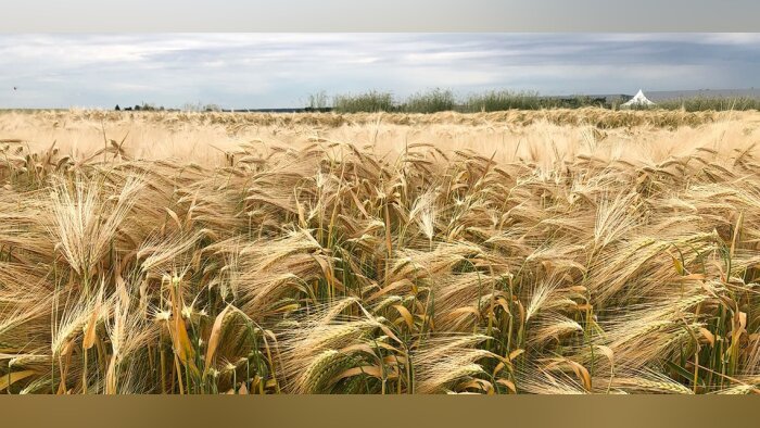 Vivescia lance Link, une démarche de développement durable