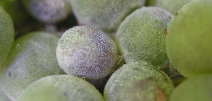 Quelle solution alternative pour permettre une réduction des doses de pesticides à base de cuivre ?