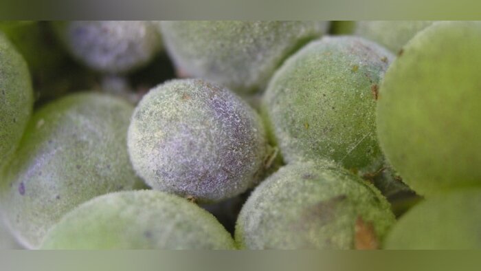Quelle solution alternative pour permettre une réduction des doses de pesticides à base de cuivre ?