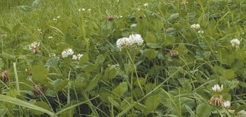 Fertilisation phosphatée, Arvalis cherche des agriculteurs en bio - © D.R.