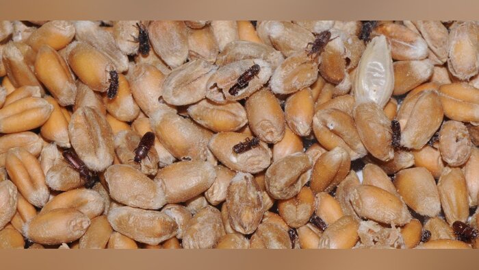Stockage sans insecticide : pour un résultat optimal, combiner les solutions