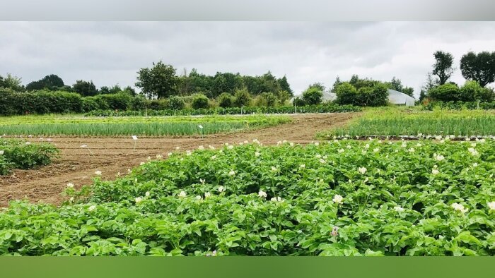 Zéro traitement ou 100 % biocontrôle, le projet Tenor étudie les deux modalités